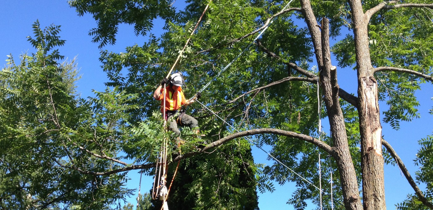 Tree Removal Services, Landscaping And Tree Removal