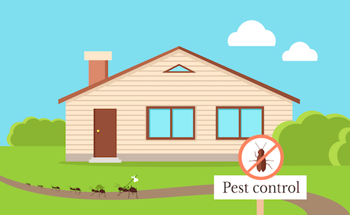 home pest control Gold Coast