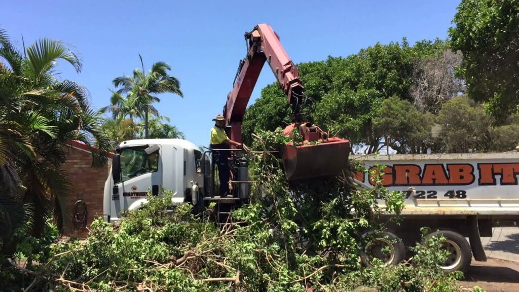 palm tree removal gold coast