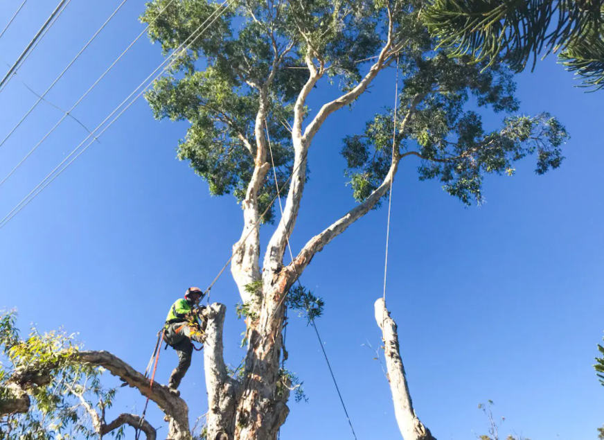 Gold Coast tree loppers