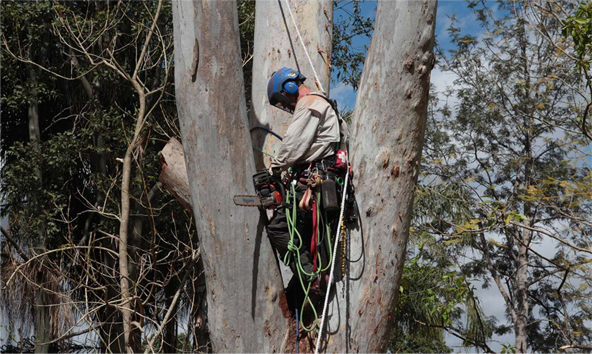 Gold Coast Council Tree Removal