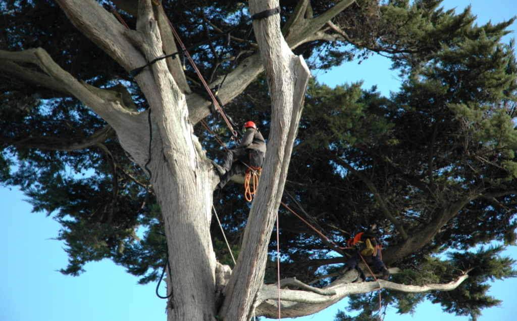 tree services Auckland