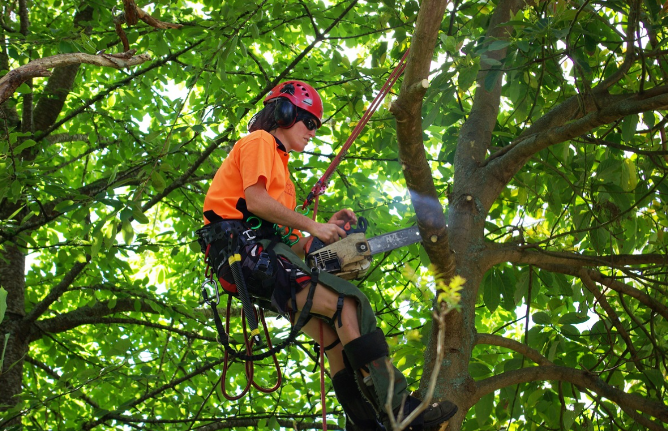 tree services Auckland