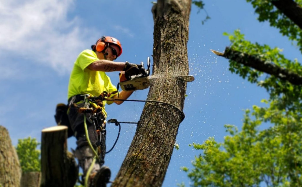 tree lopping in Penrith