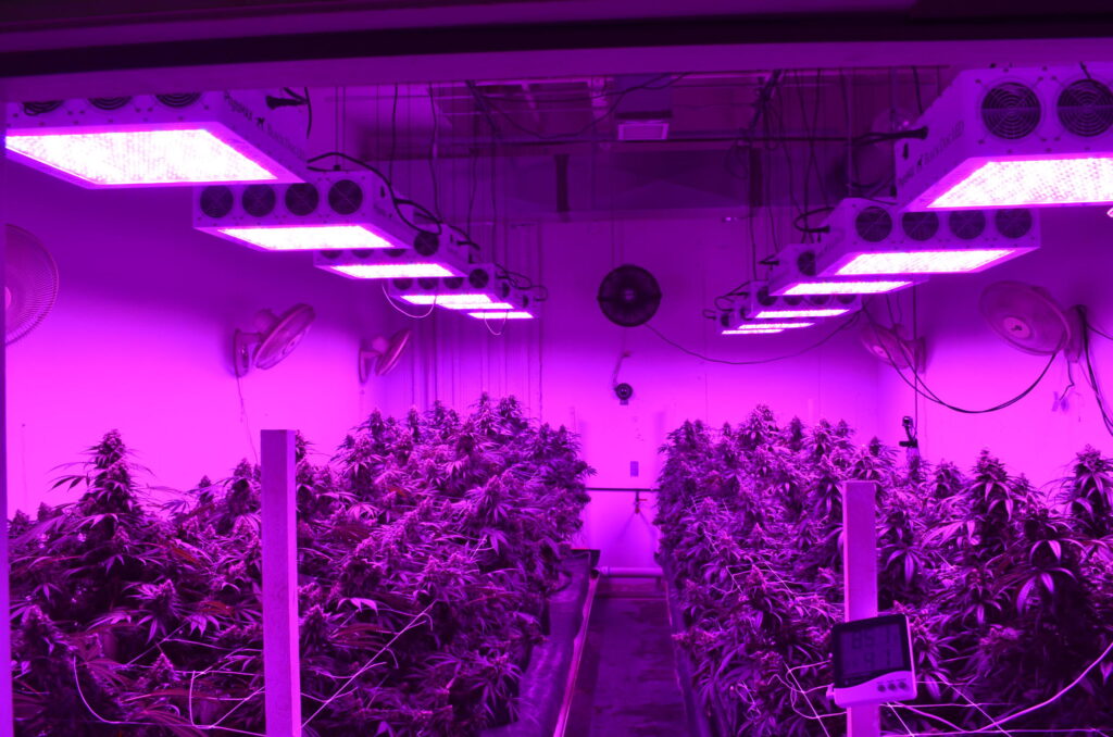 LED grow lights online