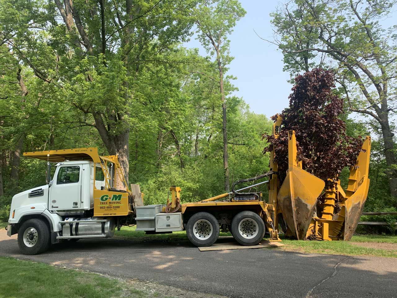 tree relocation services