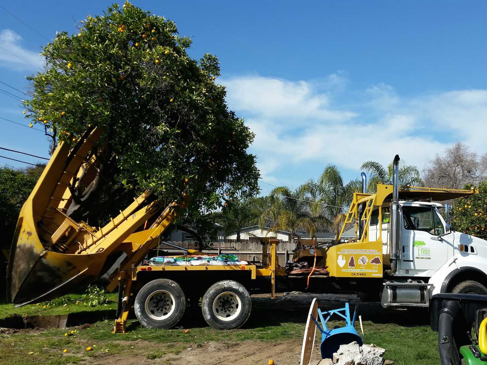 Tree Relocation Services | Best Tree Relocation Services | 2022 