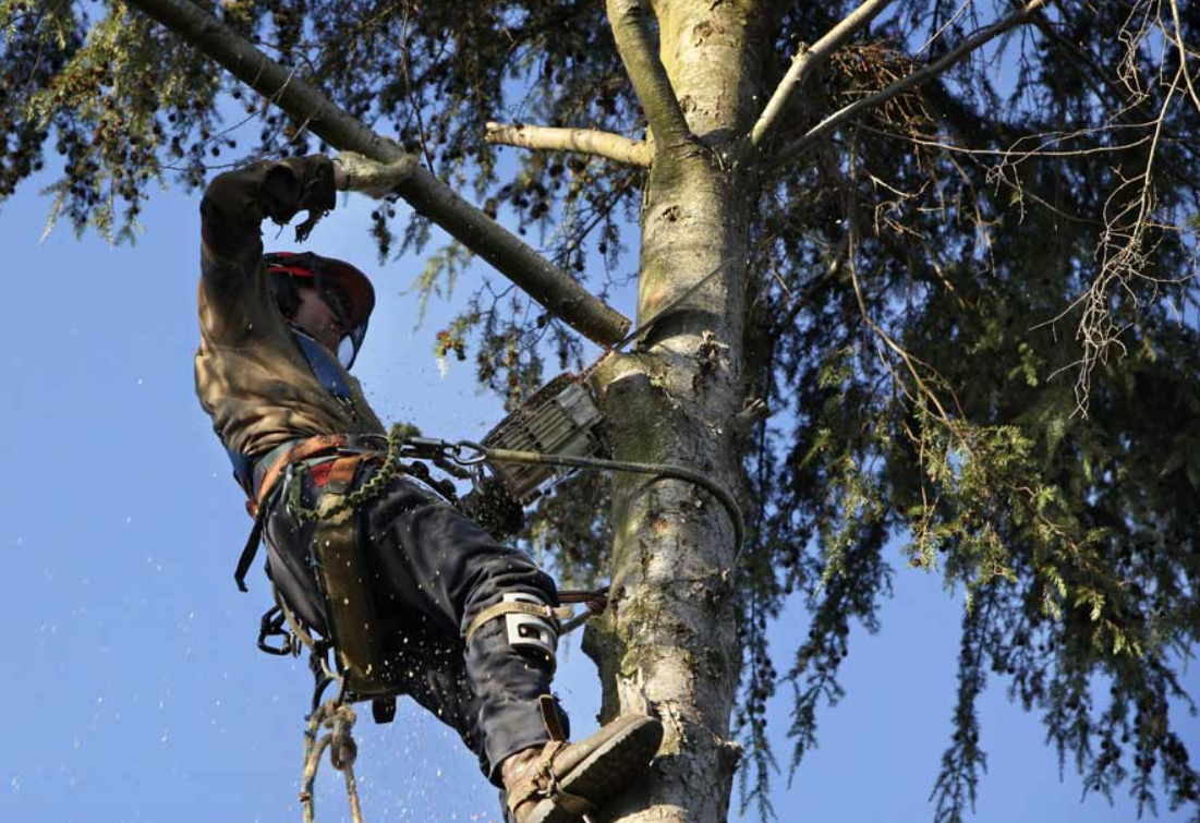 Arborist in Brisbane