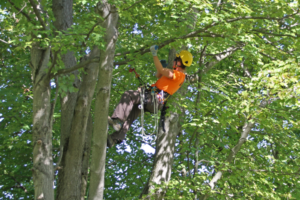 Arborist in Brisbane