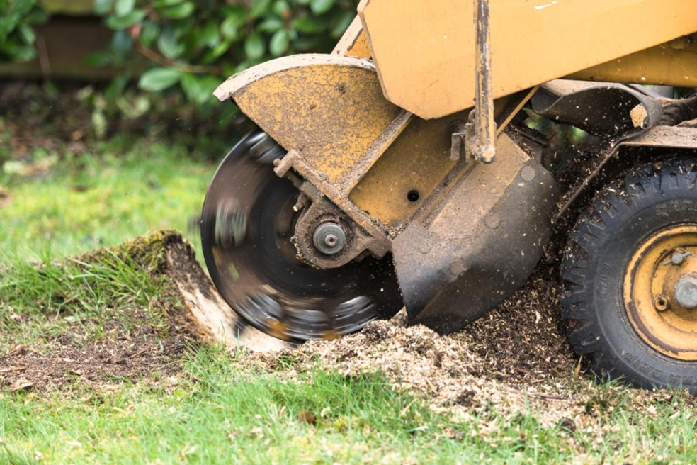 Tree Stump Grinding Auckland