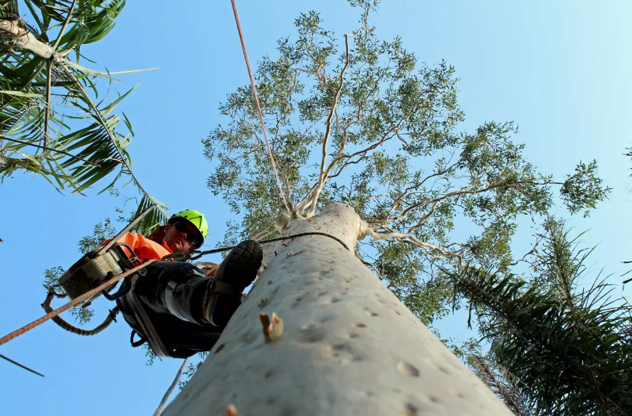 Tree lopping in the Gold Coast