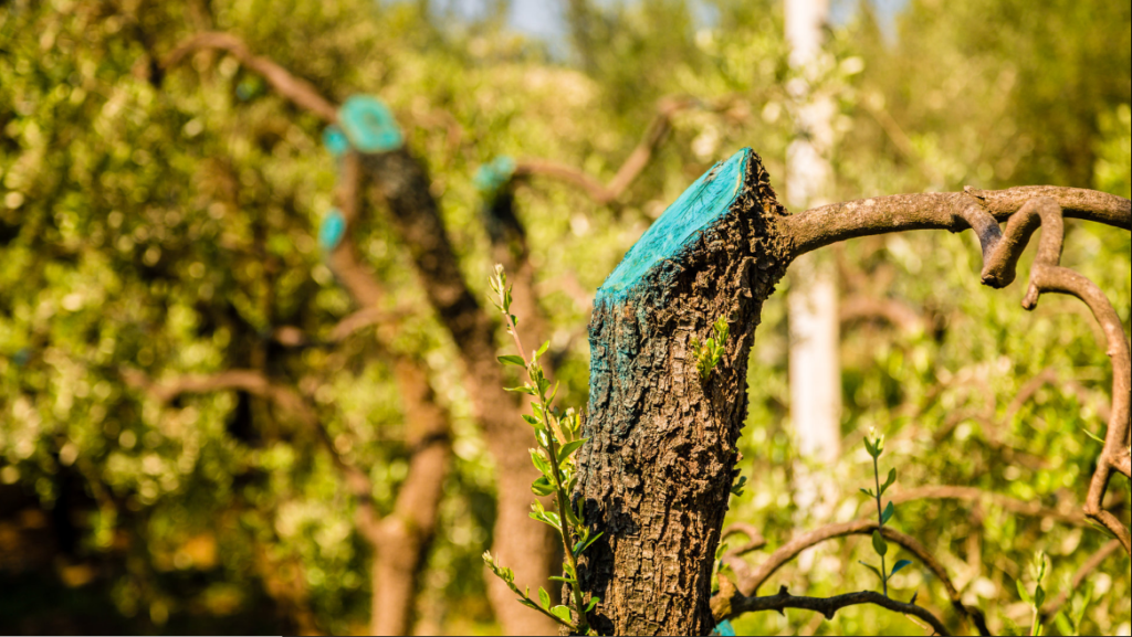 tree trimming Matamata