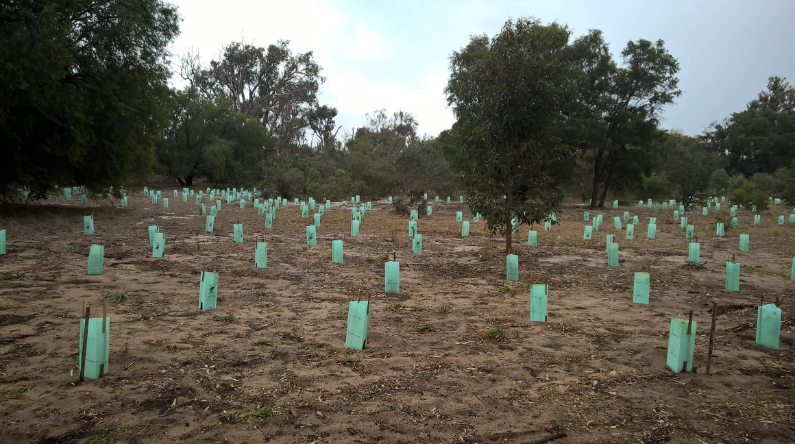 offset revegetation Brisbane