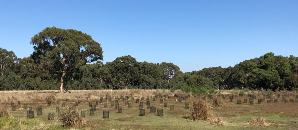 offset revegetation in Brisbane