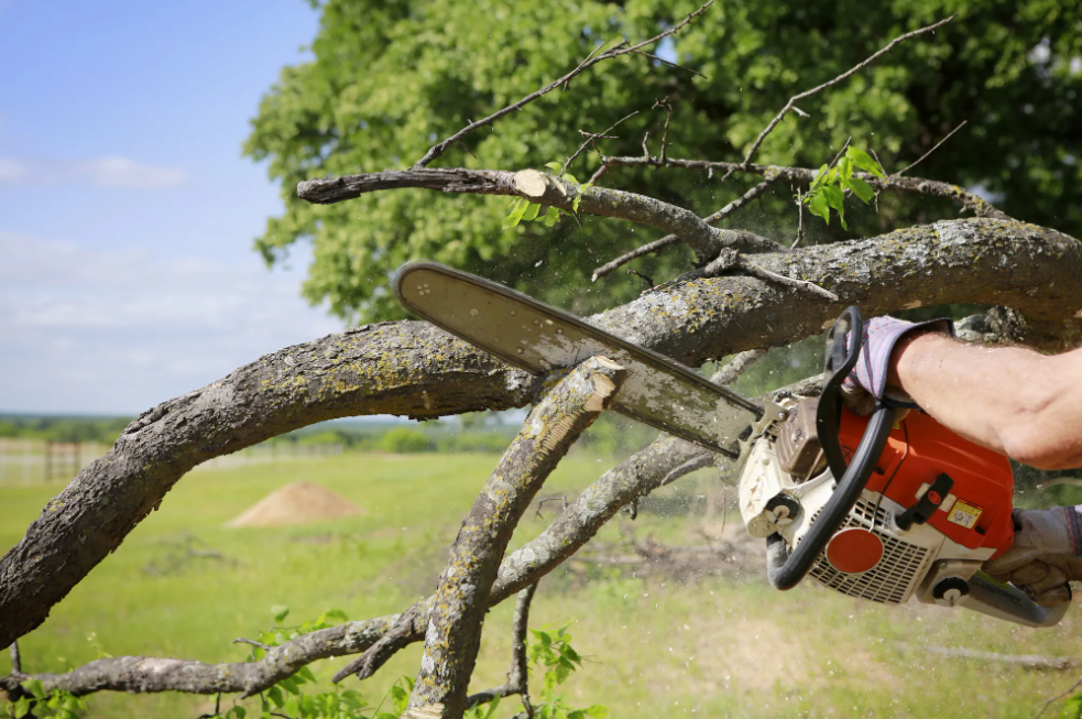 tree trimming