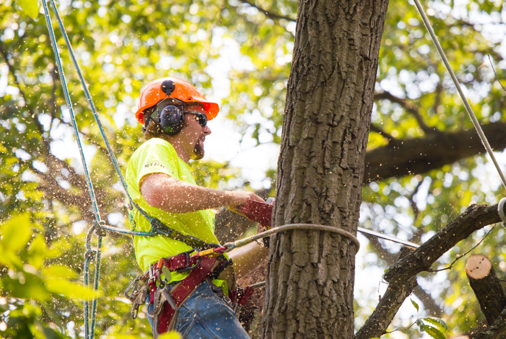 North Shore tree pruning