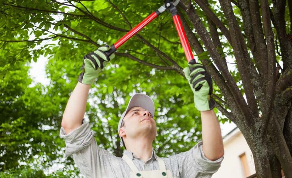 Arborist in Lismore