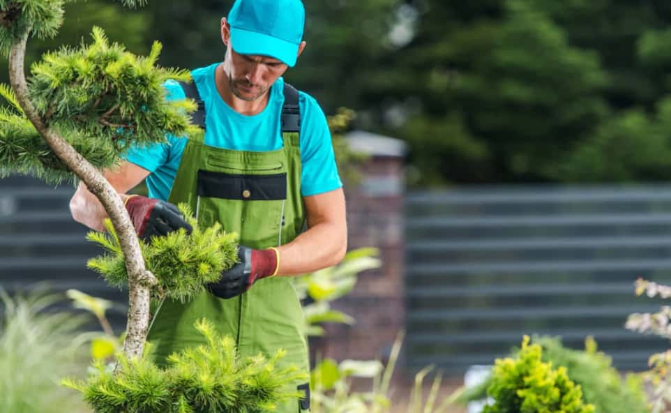 Arborist in Lismore