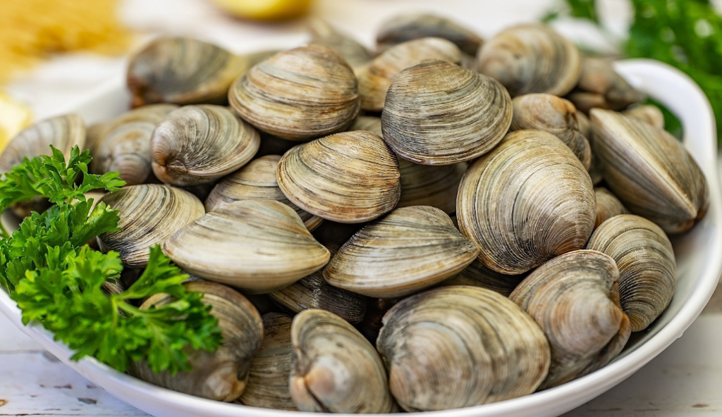 clams in New Zealand