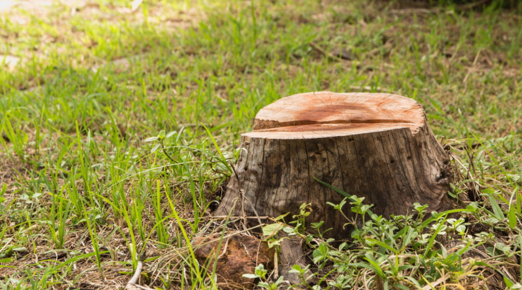 Gold Coast stump grinding