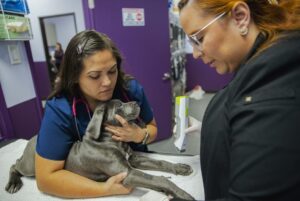 Animal Medical Center