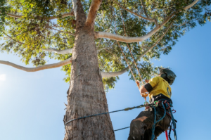 Gold Coast Tree Loppers