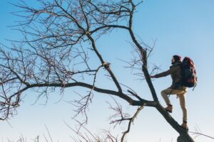 professionals for tree removal